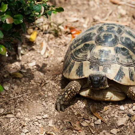 Apartamento Franka With Pool