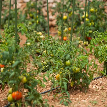 Franka With Pool Apartamento