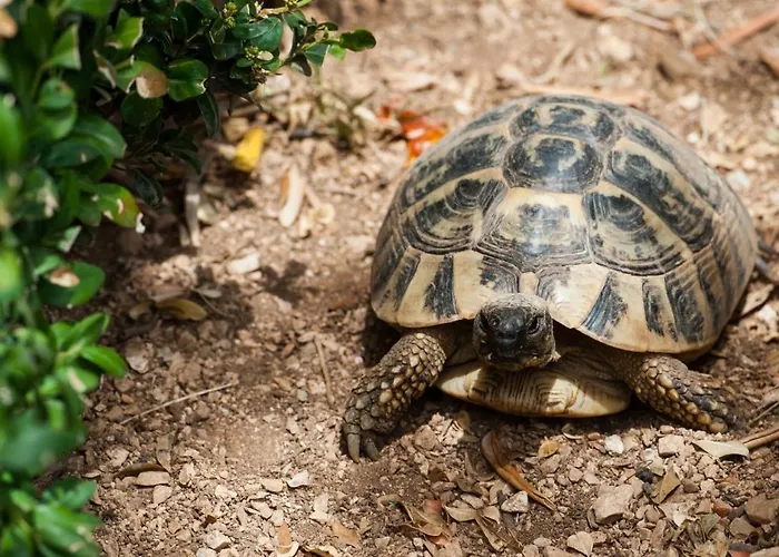 Апартаменты Franka With Pool