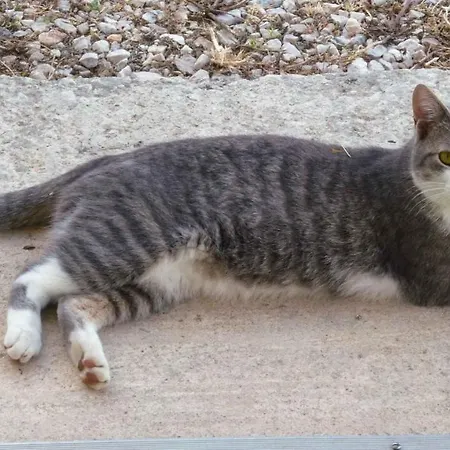 Franka With Pool Apartman