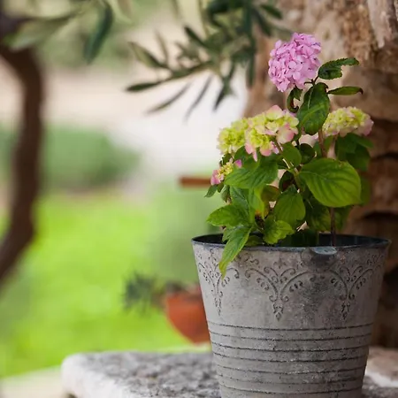 Franka With Pool Apartman Bol